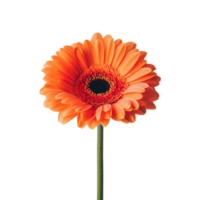 Bright orange gerbera flower against a clean transparent background showcasing delicate petals and vibrant colors, gerbera flower on transparent background png