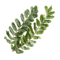 Fresh tamarind leaves displayed on a pristine transparent background showcasing their vibrant green color and texture, tamarind leaves on transparent background png