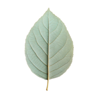 A delicate leaf isolated on a transparent background showcasing its intricate structure and natural beauty, leaf isolated on transparent background png