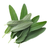 Fresh sage herb leaves arranged on a transparent background for culinary and medicinal purposes, sage herb leaves isolated transparent background png