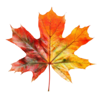 Autumn maple leaf showcasing vibrant colors against a transparent background, maple leaf in autumn fall colour top view transparent background png