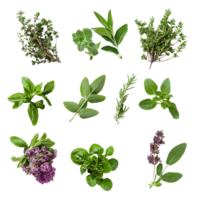 Colorful herbs arranged in a vibrant display on a transparent surface highlighting their fresh appearance and variety, Various colorful of herbs floating on the air isolated on transparent backgroud png