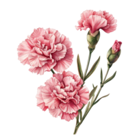 Beautiful pink carnation flowers isolated on a transparent background showcasing their delicate layers and vibrant color, of Carnation flowers isolated on transparent background png