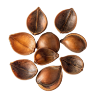 Ormosia Makha seeds displayed on a clean transparent background showcasing their unique shape and rich texture, Ormosia Makha Seeds on transparent background png