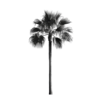 A solitary palm tree stands tall against a pure transparent background, showcasing tropical beauty and simplicity, palm tree on transparent backgroundfile png