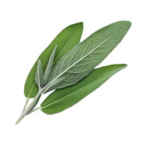 Fresh sage herb leaves isolated on a clean transparent background for culinary and medicinal use, sage herb leaf isolated transparent background png