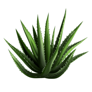 Aloe bush on a transparent background with a subtle shadow highlighting its unique structure, aloe bush, file of isolated object with shadow on transparent background png