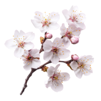 Fresh cherry blossom sakura branch with delicate flowers and buds isolated against a clean transparent background, of fresh cherry blossom sakura isolated on transparent background png
