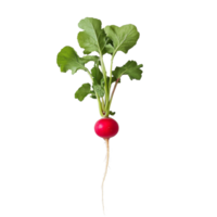 Fresh red radish on a transparent background showcasing its vibrant color and leafy green tops, ideal for culinary use, Red radish transparent background png