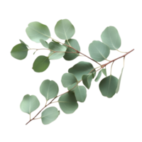 Eucalyptus branch with green leaves arranged neatly on a transparent background for a clean and minimalistic look, eucaliptus branch with leaves isolated transparent background png