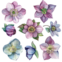 A beautiful collection of hellebore flowers in watercolor showcasing delicate colors and intricate details isolated on a transparent background, hellebore flowers isolated on transparent background png