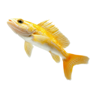 Dynamic leap of real fish showcasing bright colors against a clean transparent background, Dynamic Real Fish Leap isolated on transparent background Image png