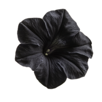 Black petunia flower bloom isolated on a transparent background showcasing its unique color and texture, Black petunia isolated on transparent background. Black color petunia flower transparent png