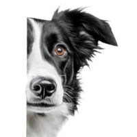 Adorable Border Collie sneaking its head out while hiding behind a transparent background, Border Collie Hiding and Sneaking Head Out Isolated on transparent background png