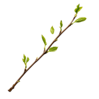 Green twig with fresh leaves isolated on a clean transparent background suitable for nature or botanical illustrations, green twig isolated on transparent background png