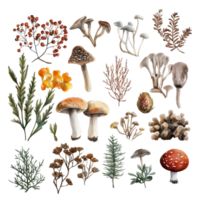 A diverse assortment of colorful mushrooms and plants is arranged against a bright transparent backdrop, Beautiful nature items isolated on transparent background or transparent backgroud png