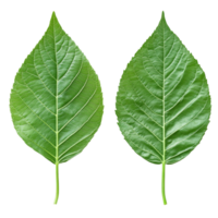 Two green leaves are displayed side by side, revealing their detailed vein structures, front and back green leaf with veins texture background on transparent background file png