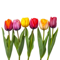 A row of vibrant tulips in various colors standing tall against a clean transparent background, row of colorful tulip flowers, file of isolated object on transparent background png