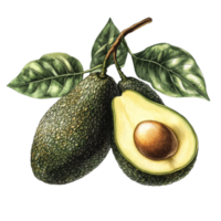 Detailed avocado botanical illustration with vibrant green leaves on a transparent background, Avocado Botanical Illustration on transparent background png