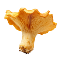 Isolated chanterelle mushroom showcasing vibrant orange color and unique shape against a clean transparent background, Chanterelle Mushroom Isolated on transparent background png