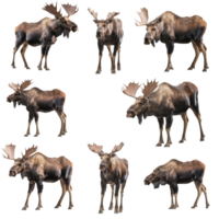 Majestic moose in various poses showcasing their magnificence in the wild during daylight, Set Majestic Moose, Wild Animals in Various Poses, Isolated on transparent background png