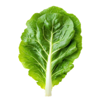 Fresh organic green lettuce leaf on a transparent background showcasing vibrant color and texture for culinary use, Fresh Green Iceberg lettuce on transparent background png
