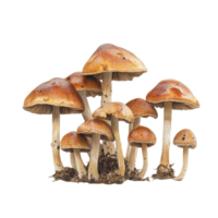 Enchanting fungi mushrooms grow together in clusters on a clean transparent background, Enchanting Fungi Mushrooms on transparent background png