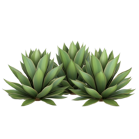 Three vibrant Agave bushes isolated on a clean transparent background showcasing their unique structure and foliage, three Agave bushes, file of isolated object on transparent background png