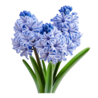 Beautiful blue and transparent hyacinth flowers isolated against a clean transparent background, showcasing their elegant blooms, hyacinth flowers isolated on transparent background png