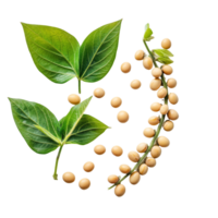 Fresh soybeans and leaves arranged on a transparent background showcasing a vibrant natural composition, Soybeans on transparent background png