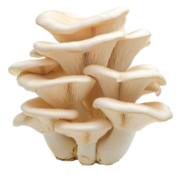 Fresh oyster mushroom isolated on a transparent background showcasing its delicate structure and culinary potential, oyster mushroom isolated on transparent background png