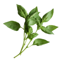 Fresh basil leaves arranged beautifully on a transparent surface for culinary use and decoration, Bbasil leaf transparent background. Basil leaves transparent background png