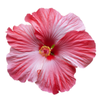 Beautiful hibiscus flower isolated on a transparent background showcasing vibrant colors and delicate petal patterns, Hibiscus flower isolated on transparent background png