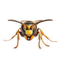 Closeup of a hornet on a transparent background showcasing its distinct features and vibrant colors, hornet isolated transparent background png