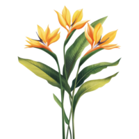 Vibrant bird of paradise flowers with green leaves on a transparent background, bird of paradise flowers floral isolated transparent background png