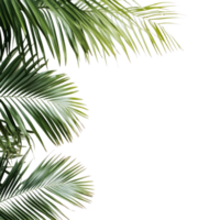 Elegant green palm tree leaves gracefully arranged on a clean transparent background for a fresh aesthetic touch, frame picture with green leaf of palm tree on transparent backgroundfile png