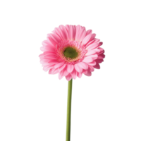 A single pink gerbera flower isolated against a clean transparent background highlighting its vibrant color and details, pink gerber flower isolated on transparent background png