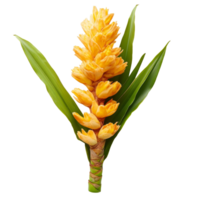 Curcuma latifolia Roscoe flower arrangement displayed on a transparent background highlighting its vibrant yellow color and green leaves, Curcuma latifolia Roscoe on transparent background png