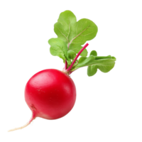Fresh red radish with vibrant green leaves isolated on a transparent background for culinary use or gardening reference, radish isolated on transparent background png