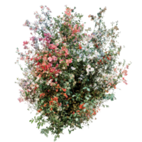 A colorful bush of flowers on a transparent background creates a stunning spring display, imagine bush of flowers on transparent background png