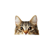 Curious cat peeking over a transparent table against a soft transparent background in a cheerful and playful atmosphere, Cat Peeking Over transparent top table transparent background png