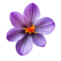 A vibrant saffron crocus flower with purple petals and a striking orange center, isolated on a transparent background, Single saffron crocus flower top view isolated on transparent background png