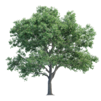 A realistic tree with lush green leaves set against a clean transparent background, showcasing natural beauty and detail, Photorealistic Tree on transparent background png