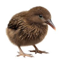 A young kiwi bird standing on a transparent background, showcasing its unique features and fluffy plumage in detail, kiwi dried on transparent background png