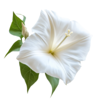 Delicate moonflower bloom and leaves isolated on a bright transparent background, moonflower isolated on transparent background png