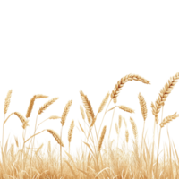 Golden wheat field swaying gently against a bright transparent background during late summer afternoons, Wheat field transparent background png
