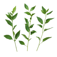 Fresh green leaves of Kariyat Andrographis paniculata on a light background in natural lighting, Kariyat or Andrographis paniculata green leaves on transparent background png