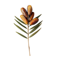 Beautiful dried date palm with leaves isolated on a transparent background for nature and culinary enthusiasts, dried date palm with leaf isolated on transparent background png