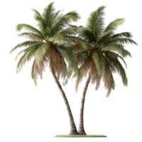 Isolated coconut trees with lush green leaves displayed on a transparent background for design applications and creativity, coconut trees isolated on transparent background. Realistic 3D render png