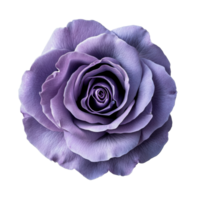 A delicate violet rose with a single petal rests elegantly on a soft transparent background showcasing its beauty, Isolated violet rose with single petal on transparent background or transparent png